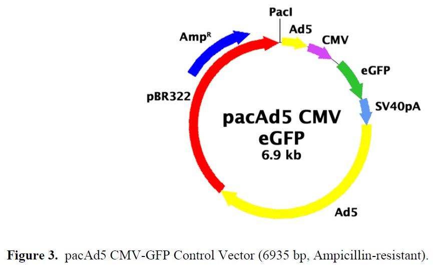 pacAd5 CMV-GFP载体图谱